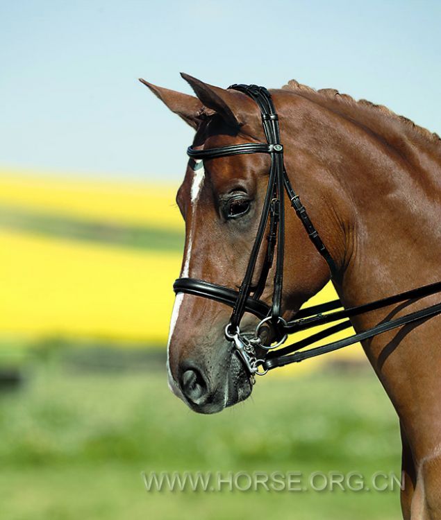 Kieffer Classic Ines Double Bridle.jpg