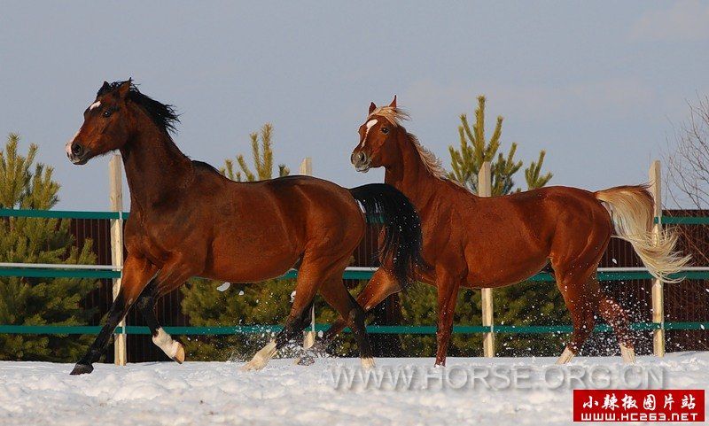 抱月踏雪胭脂马[品种：Trakehner 马]---著名摄影师： Stellaleo.jpg