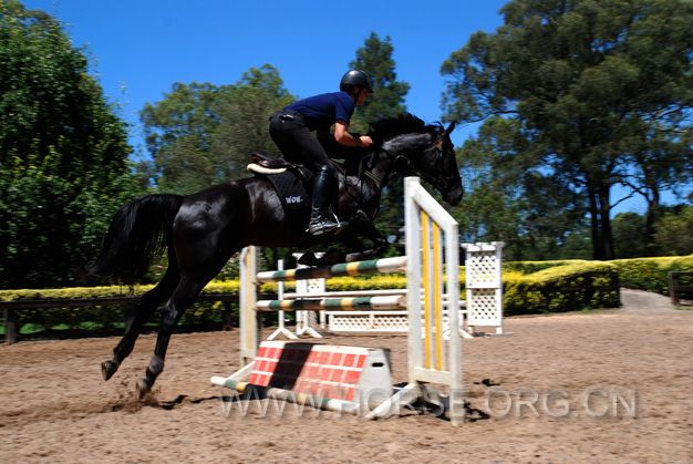 Black Warmblood 02.jpg