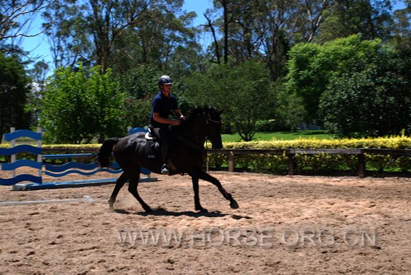 Black Warmblood 03.jpg
