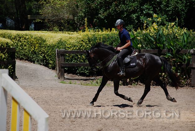 Black Warmblood 01.jpg