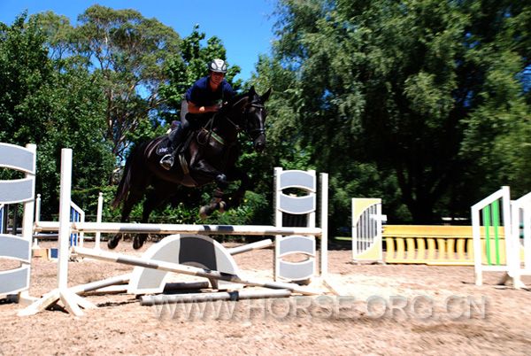 Black Warmblood 04.jpg