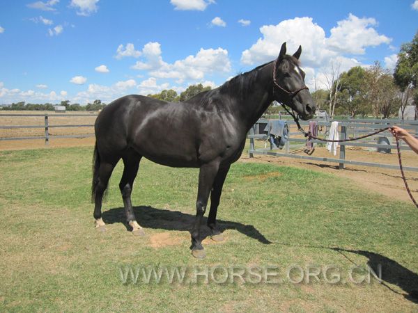Black Regardez Moi Broodmare 1.jpg