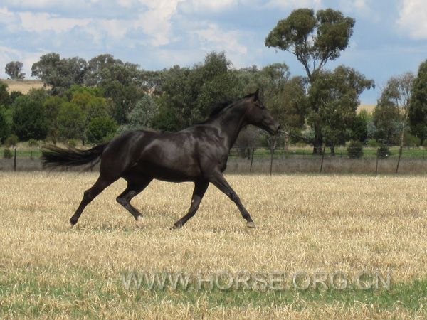 Black Regardez Moi Broodmare 2.jpg