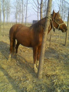 IMG0163A.jpg