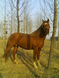 IMG0167A.jpg