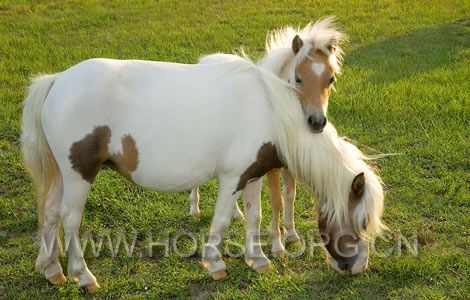 miniature-horse-and-foal-adpfrn_13962_600x450.jpg