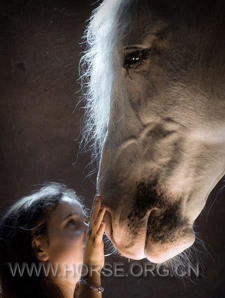 horse12.jpg
