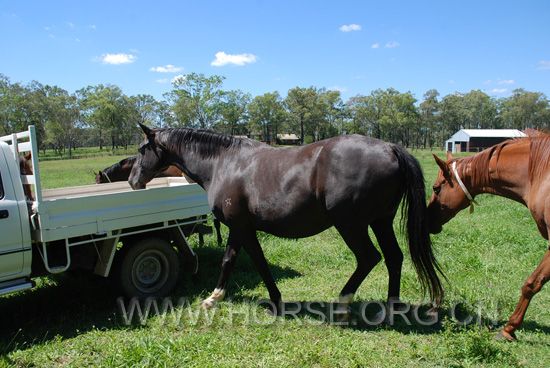 pregnant mare 05.jpg
