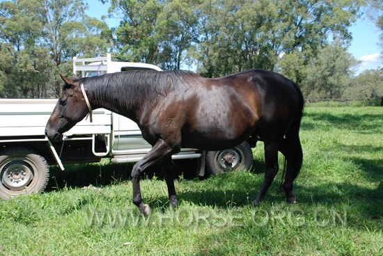 pregnant mare 03.jpg