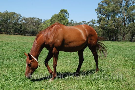 pregnant mare 04.jpg