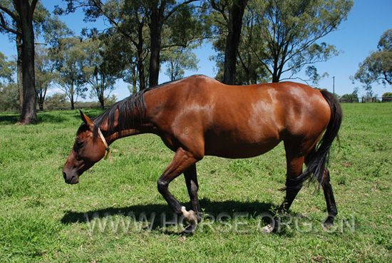 pregnant mare 01.jpg