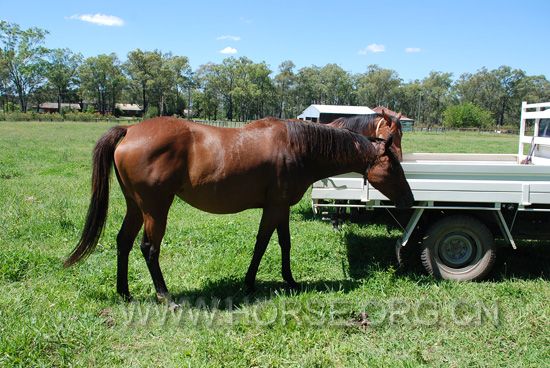 pregnant mare 02.jpg
