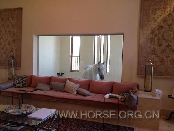 horse1.jpg