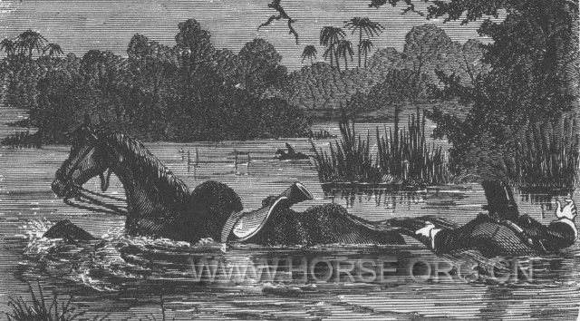 Swimming the horse cross river.JPG