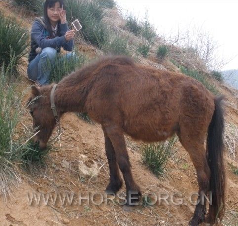 毛退了一半