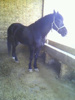 IMG0370A.jpg