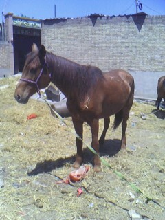 IMG0369A.jpg
