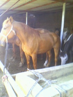 IMG0372A.jpg