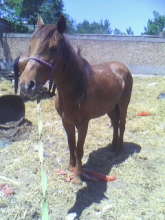 IMG0368A.jpg