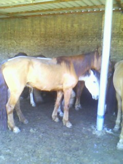 IMG0379A.jpg