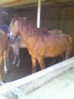 IMG0377A.jpg