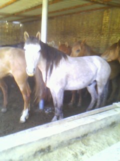IMG0373A.jpg