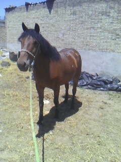 IMG0366A.jpg