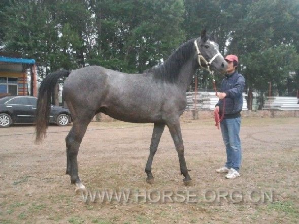 青色儿马 3岁 阿拉伯半血 162CM  实在价格：12万