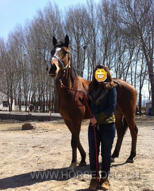 儿马 3岁 163cm 10万