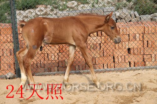 IMG_2938_副本.jpg