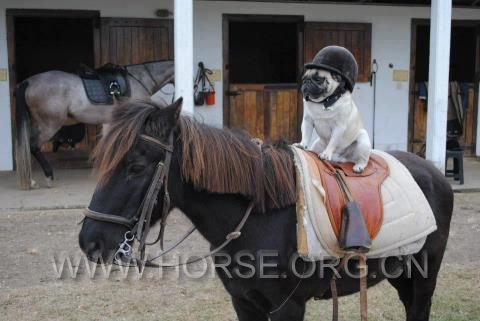 pug on horse.jpg