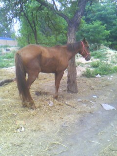 IMG0403A.jpg
