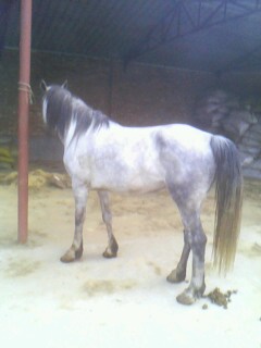 IMG0431A.jpg