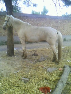 IMG0391A.jpg