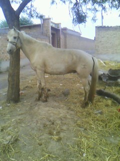 IMG0389A.jpg