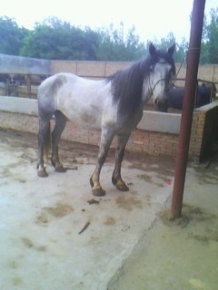 IMG0432A.jpg