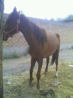 IMG0400A.jpg