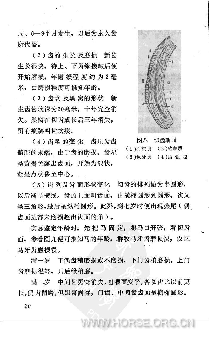 7-马匹外貌鉴定图说2_.jpg