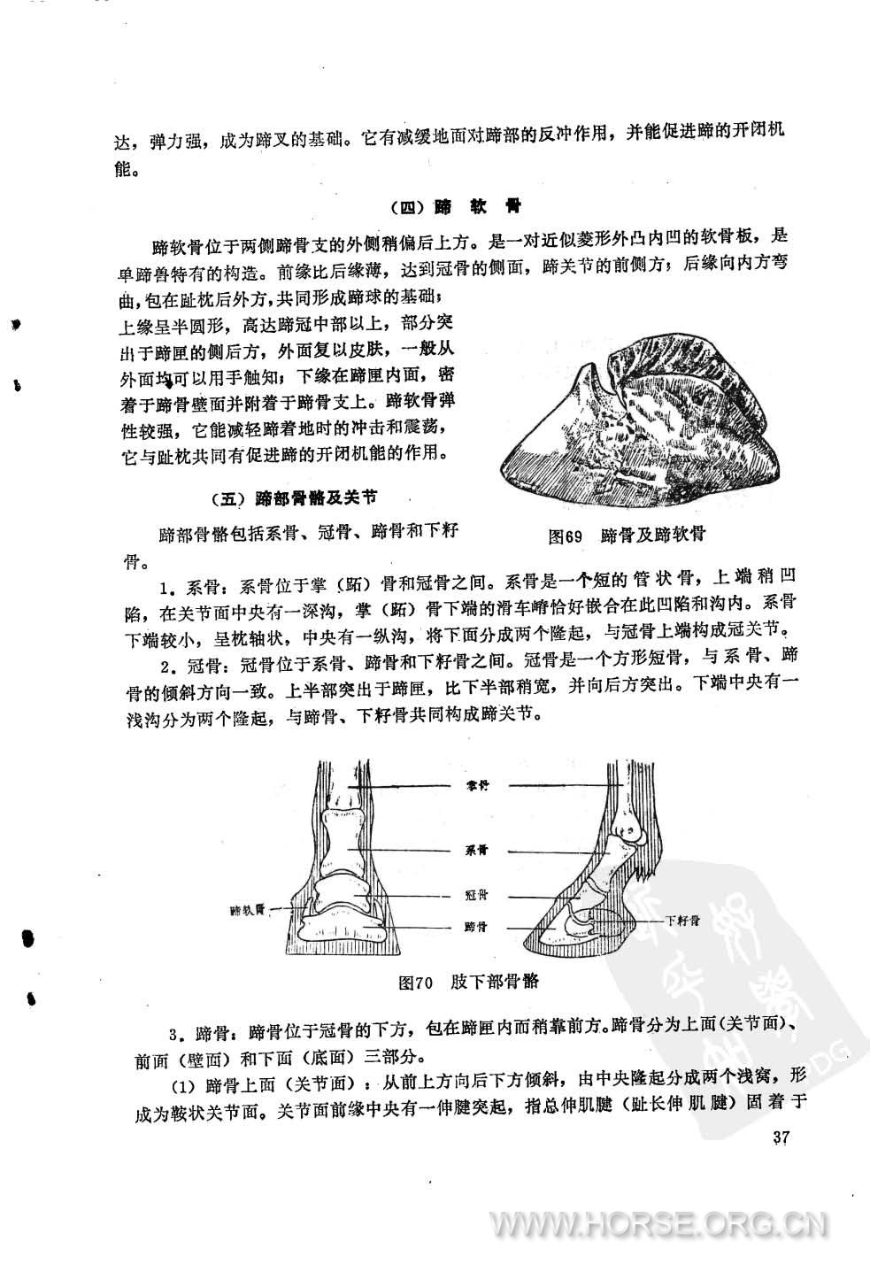 军马护蹄学  试用教材51.jpg