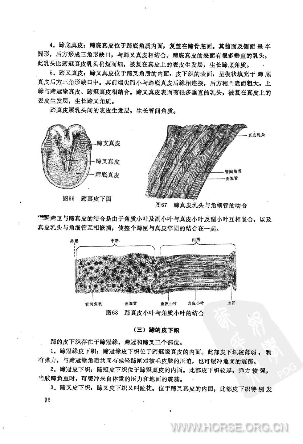 军马护蹄学  试用教材41.jpg