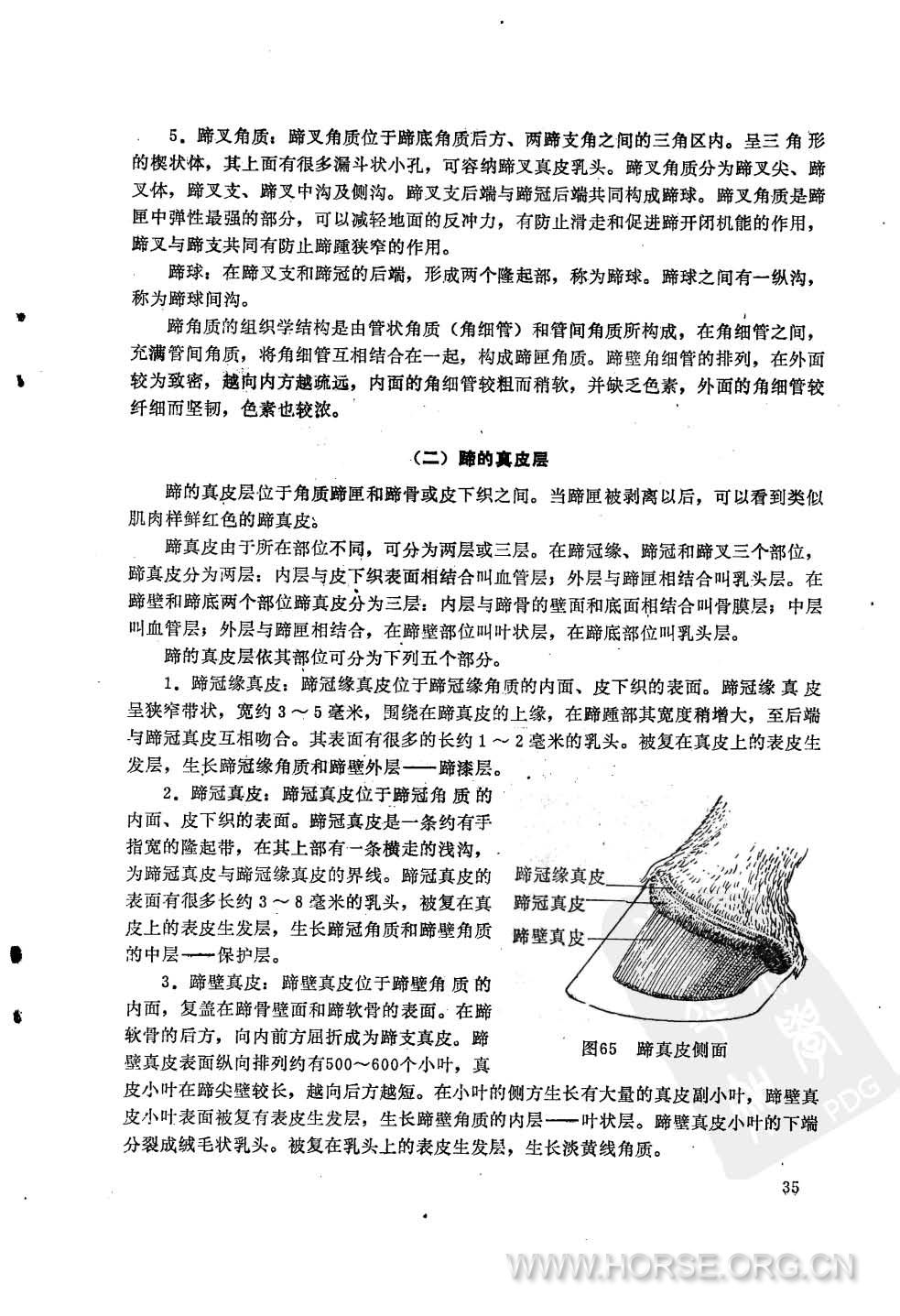 军马护蹄学  试用教材31.jpg