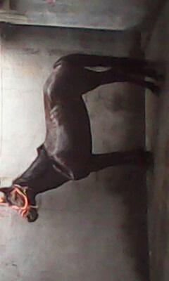 IMG0023A.jpg