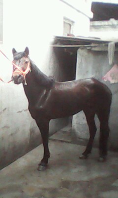 IMG0027A.jpg