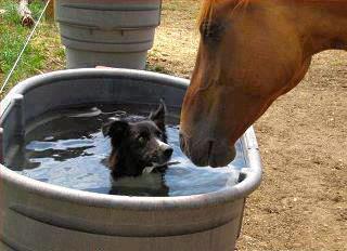 horse 14.jpg