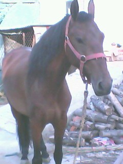 IMG0079A.jpg