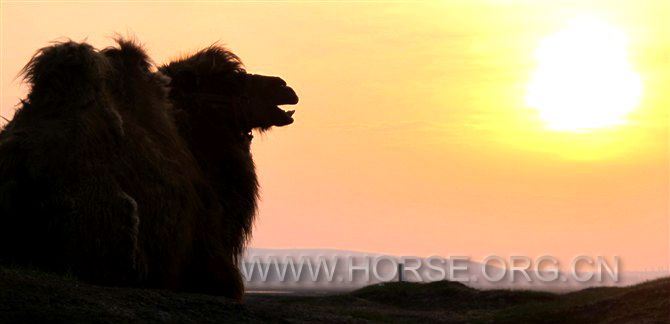 骆驼日出.jpg