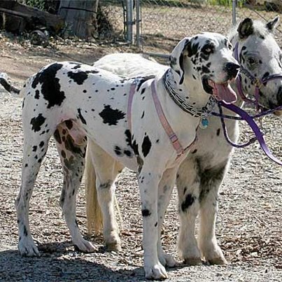 horse 19.jpg