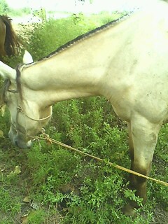 IMG0729154000.jpg