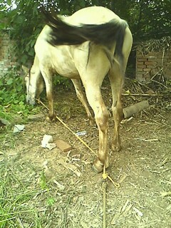 IMG0729154100.jpg